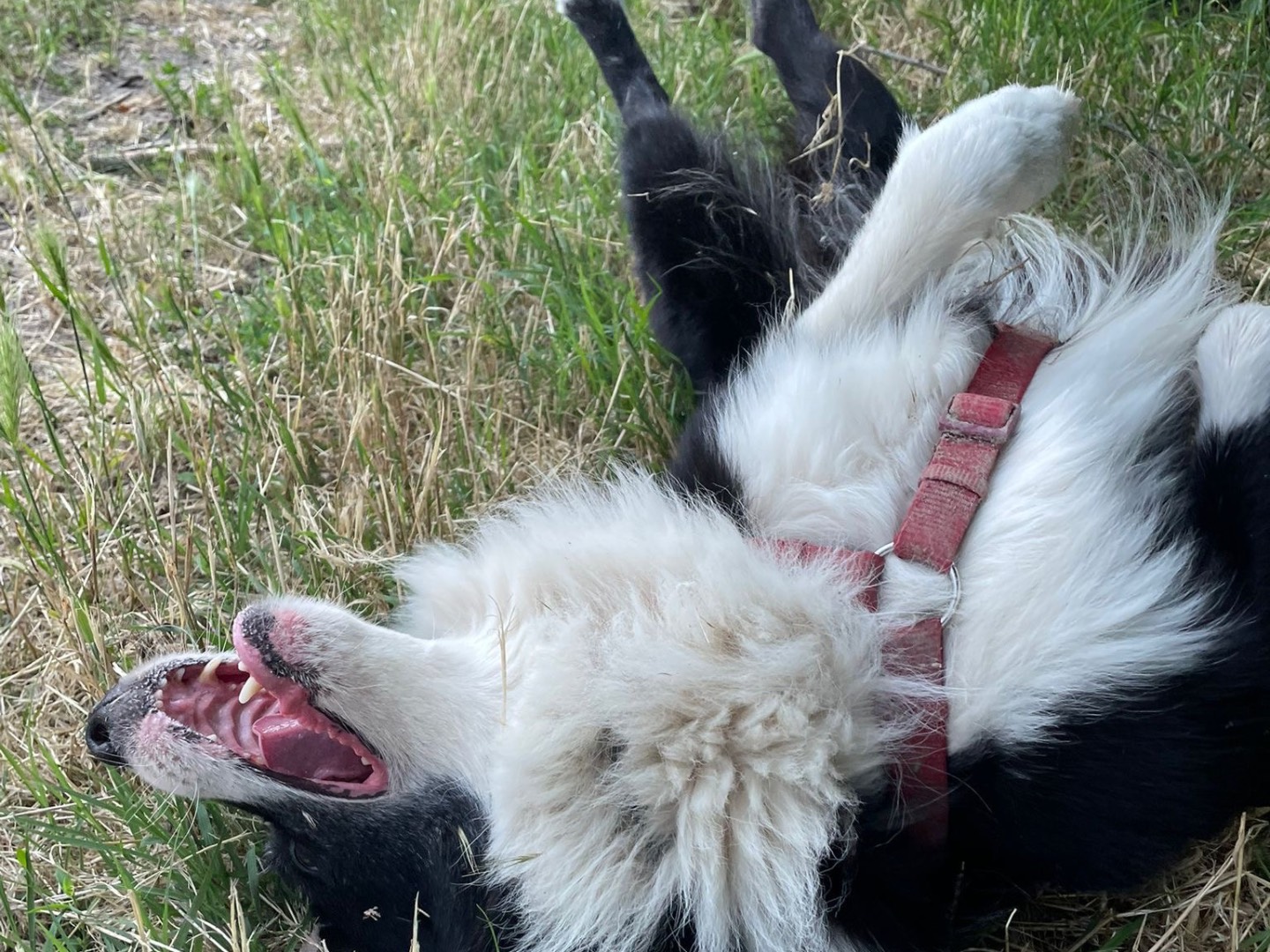 Vuoi adottare un cane a Milano?