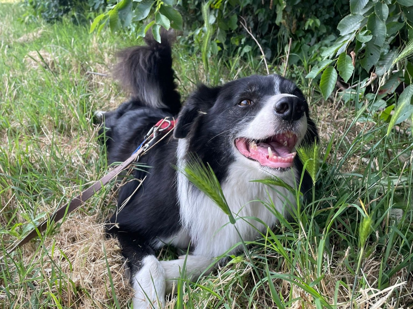 Adotta il cane Dodo a Milano