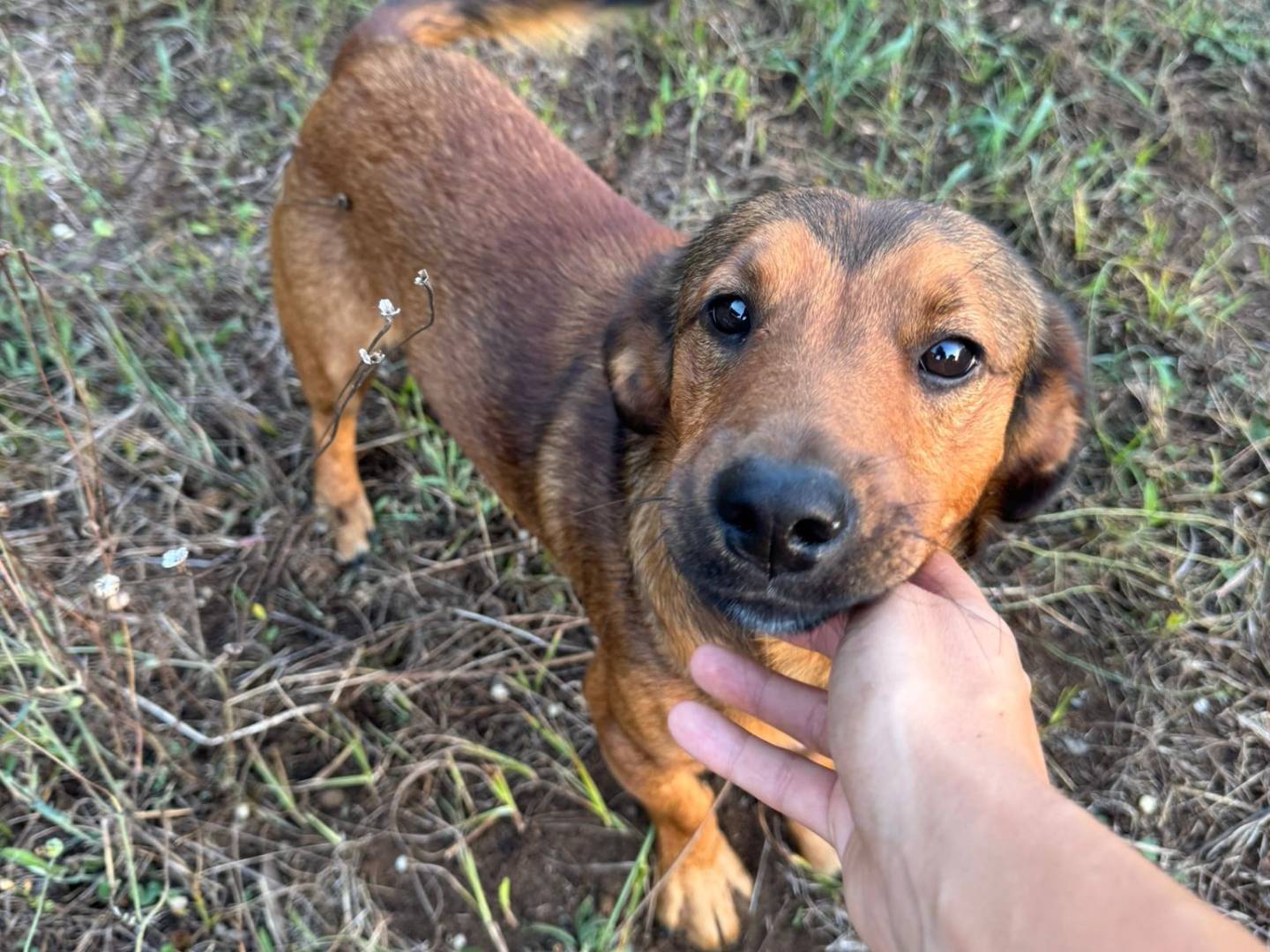 Adozione cane, maschio, Razza sconosciuta Razza sconosciuta, 1 anno e 6 mesi, taglia media contenuta, Roma