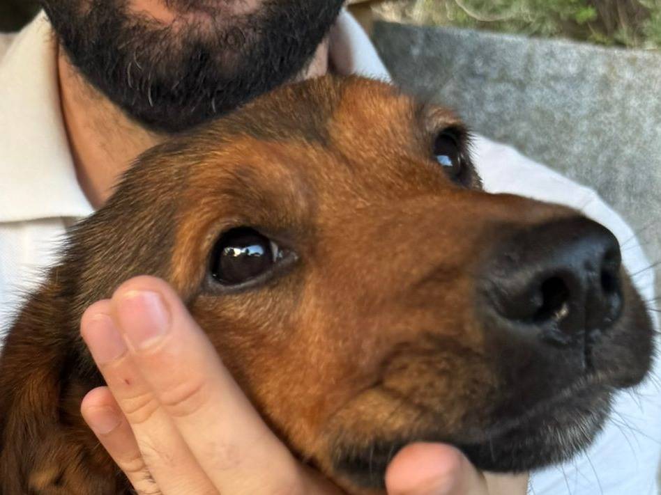 Vuoi adottare un cane a Roma?