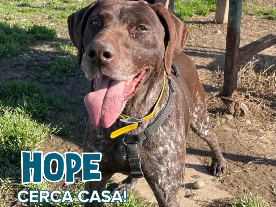 Adozione cane, femmina, Bracco Razza sconosciuta, 5 anni e 3 mesi, taglia media, Milano