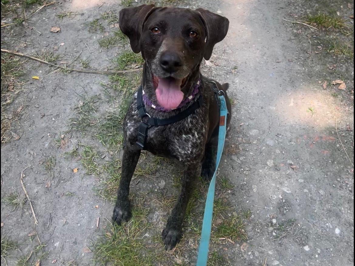 Vuoi adottare un cane a Milano?
