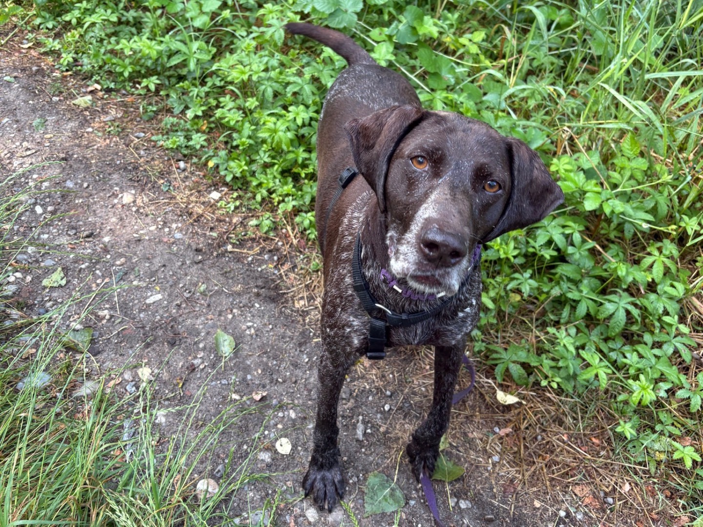 Adotta il cane Hope a Milano