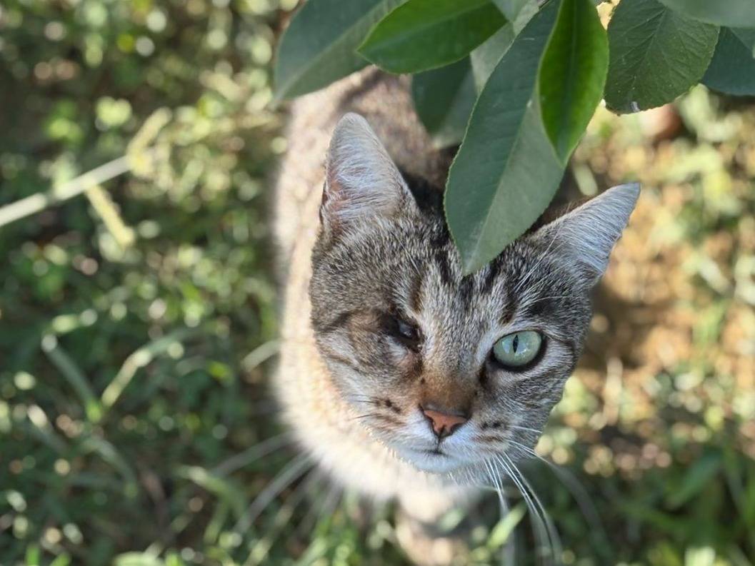 Vuoi adottare un gatto a Pisa?
