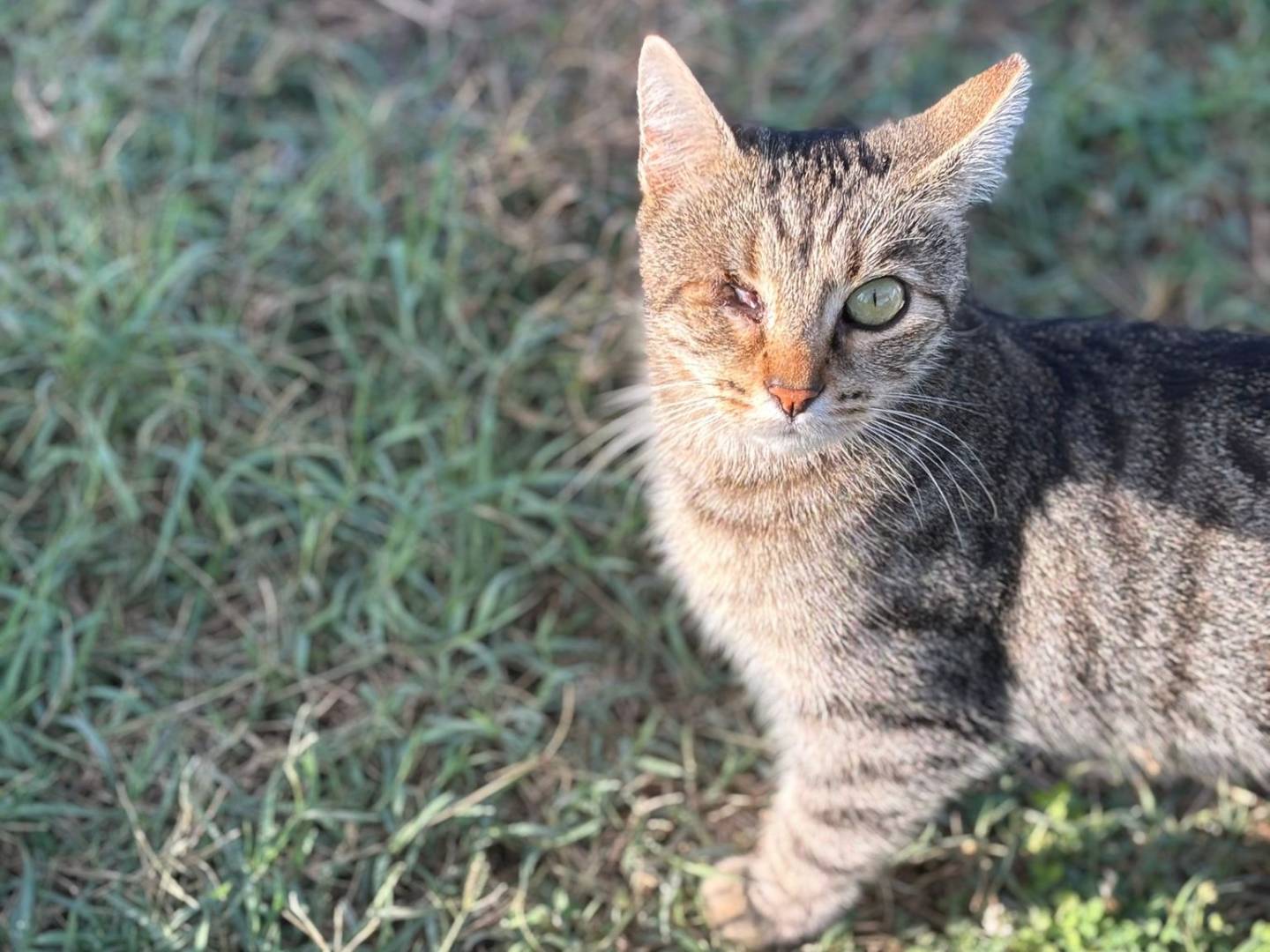 Adotta il gatto Elsa a Pisa
