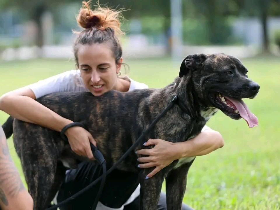 Vuoi adottare un cane a Cremona?