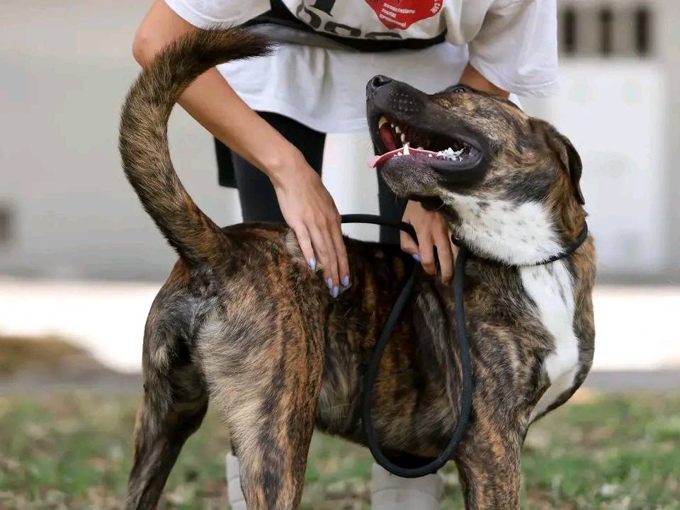 Adotta un cane, maschio, 1 anno e 11 mesi, Cremona