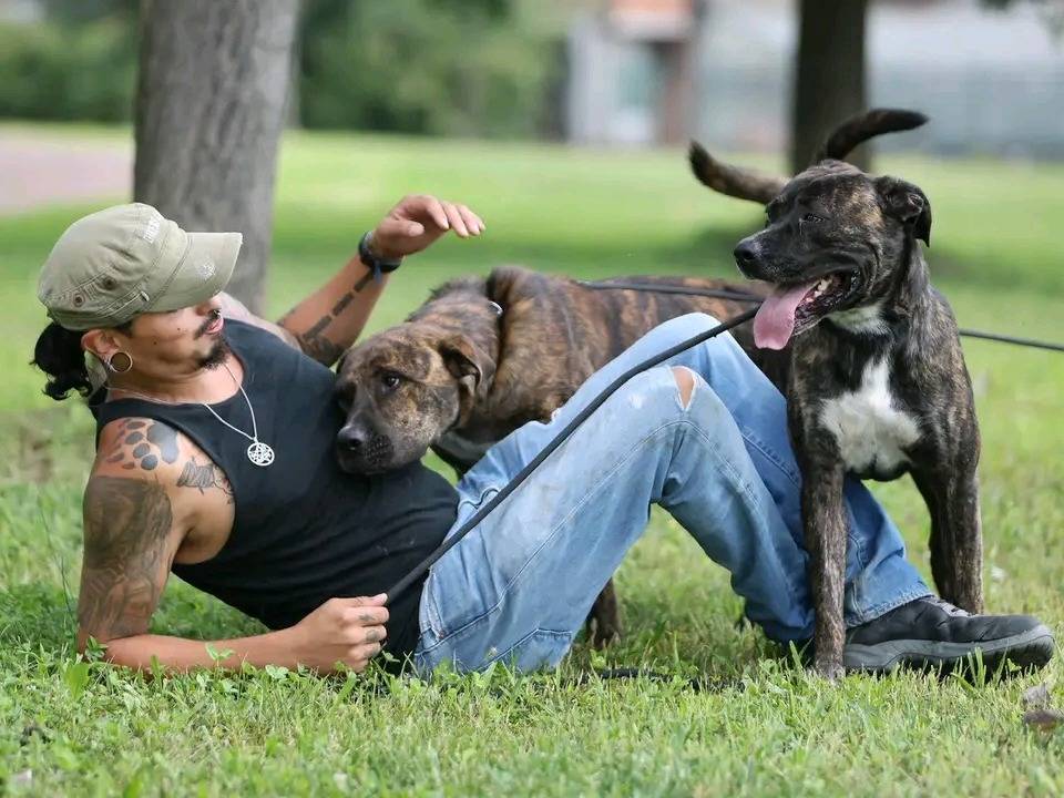 Adotta un cane, taglia grande, maschio, Cremona