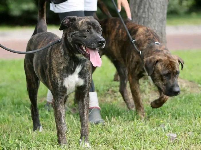 Adotta il cane LUCKY a Cremona