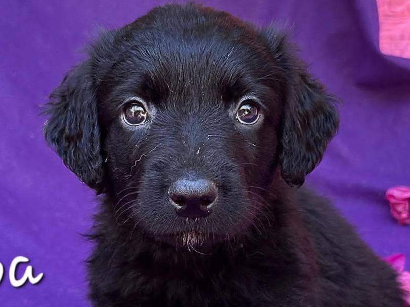 Adozione cane, femmina, Razza sconosciuta Razza sconosciuta, 2 mesi, taglia media, Padova