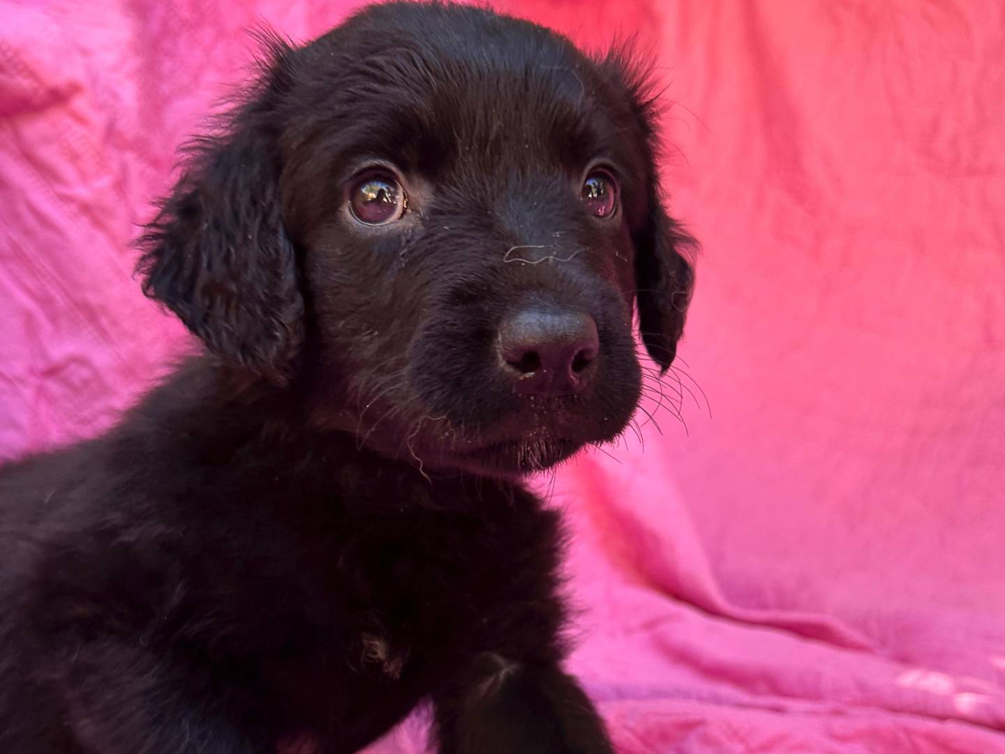 Adotta un cane, taglia media, femmina, Padova