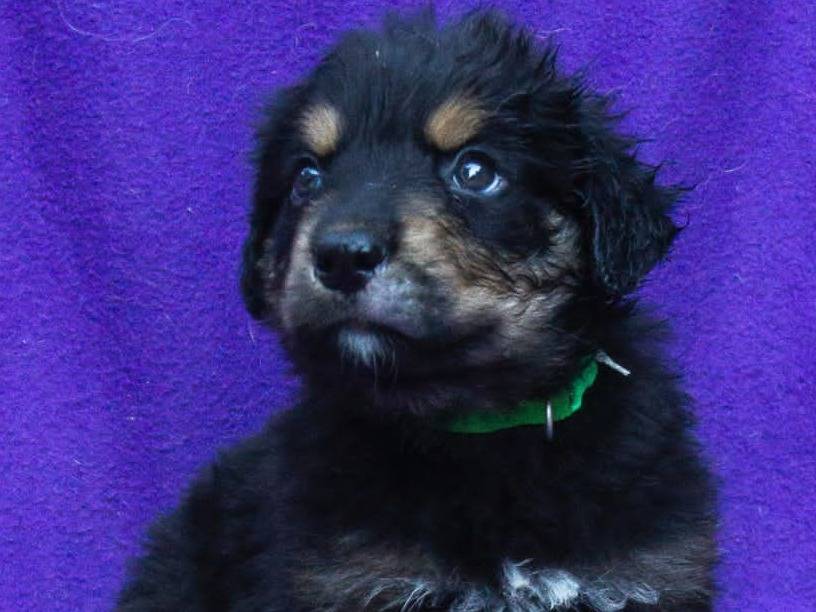 Adozione cane, maschio, Razza sconosciuta Razza sconosciuta, 2 mesi, taglia media, Bergamo