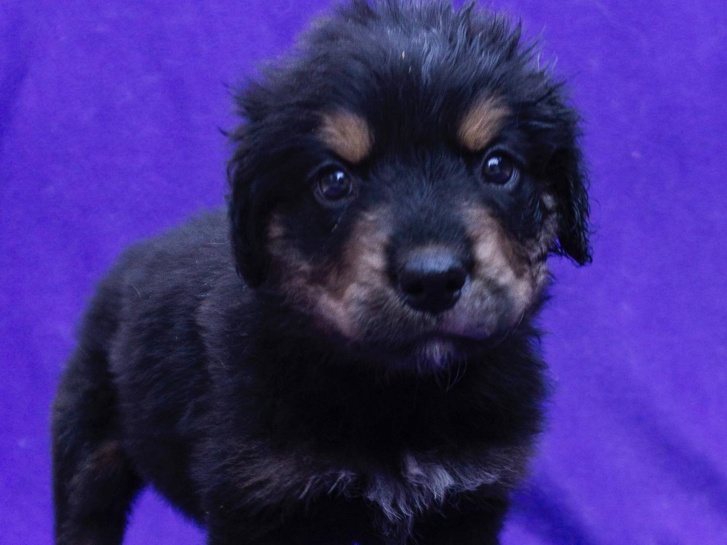 Adotta un cane, maschio, 2 mesi, Bergamo