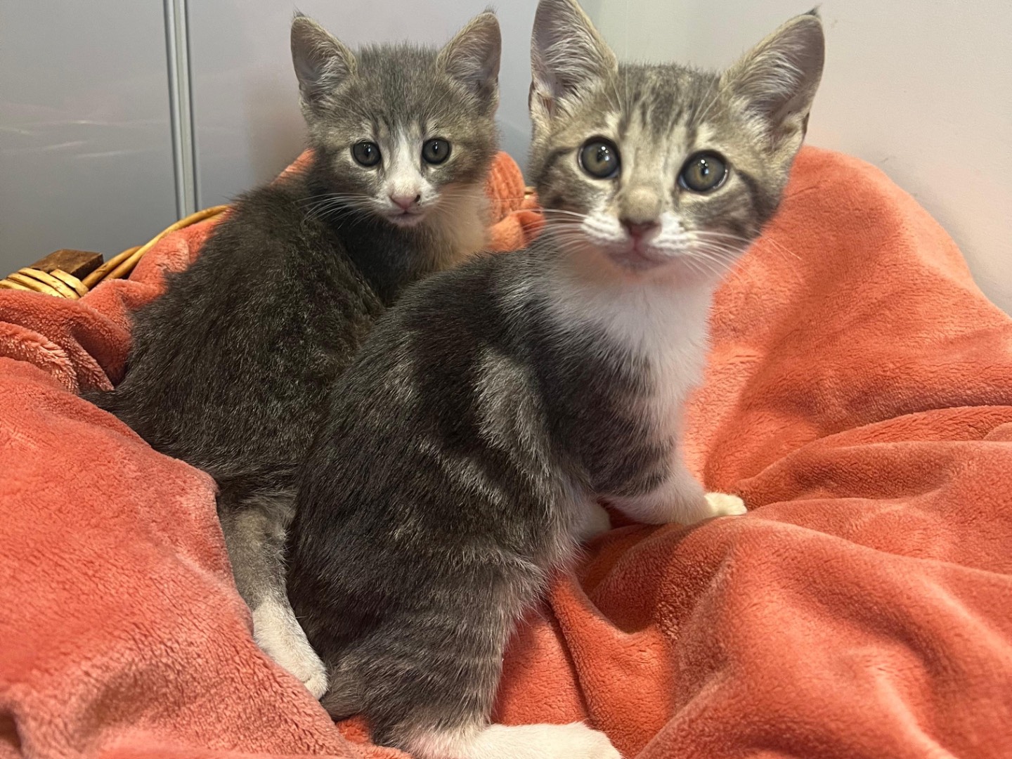 Adozione gatto, femmina, Razza sconosciuta Razza sconosciuta, 2 mesi, taglia non valida, Avellino
