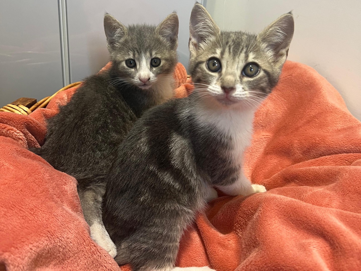 Adozione gatto, femmina, Razza sconosciuta Razza sconosciuta, 2 mesi, taglia non valida, Avellino