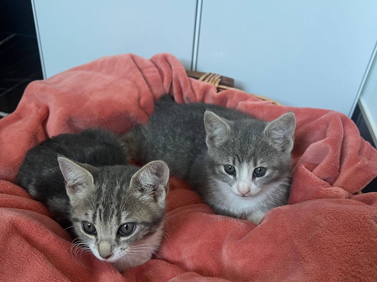 Adotta un gatto, femmina, 2 mesi, Avellino