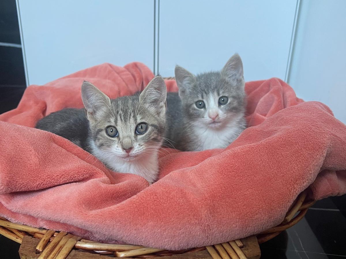 Adotta un gatto, taglia non valida, femmina, Avellino