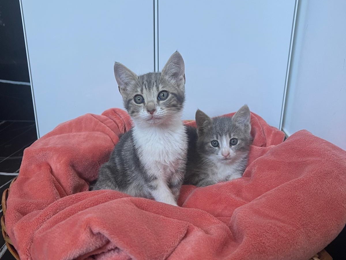 Vuoi adottare un gatto a Avellino?