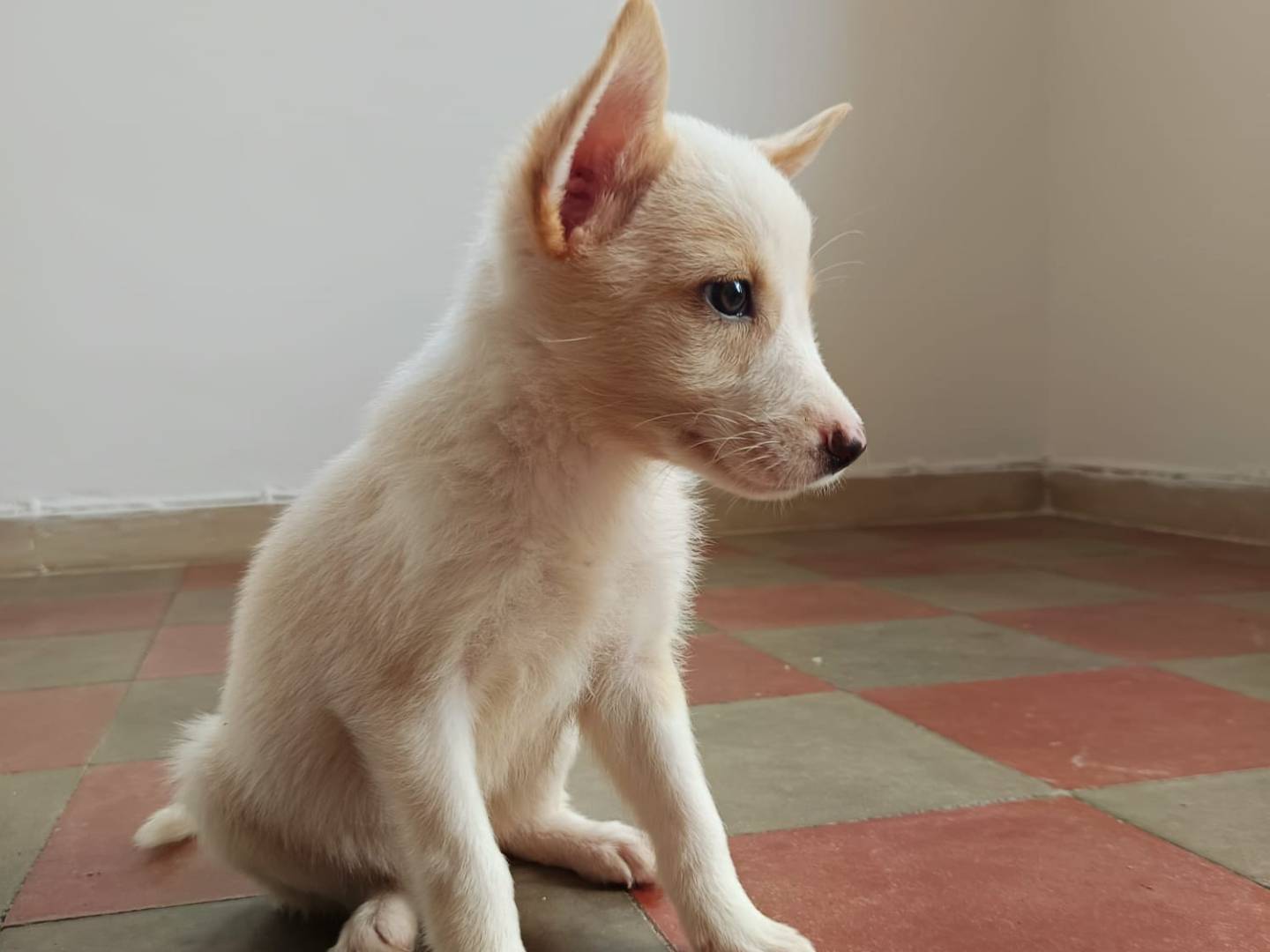 Adozione cane, maschio, Razza sconosciuta Razza sconosciuta, 2 mesi, taglia media contenuta, Cremona