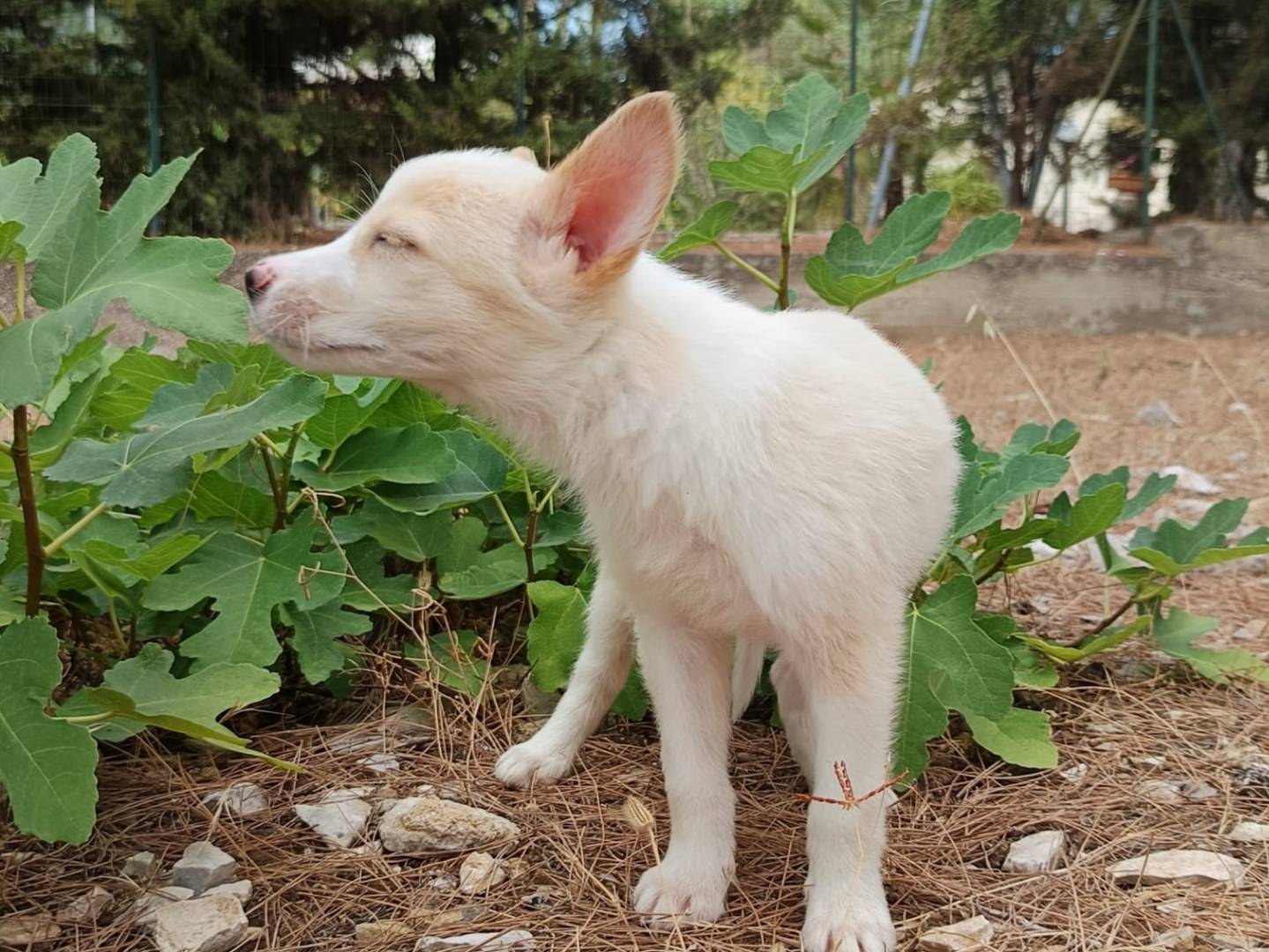 Adotta un cane, taglia media contenuta, maschio, Cremona