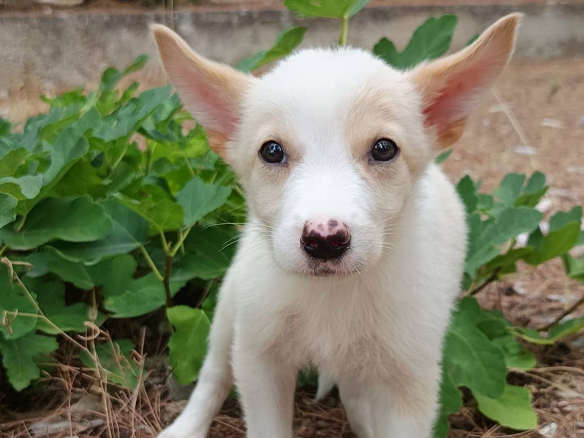 Vuoi adottare un cane a Cremona?