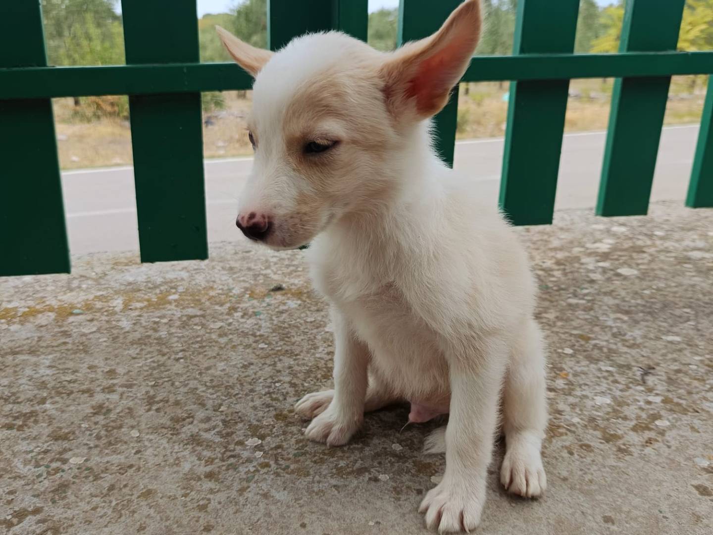 Adotta il cane Chester a Cremona