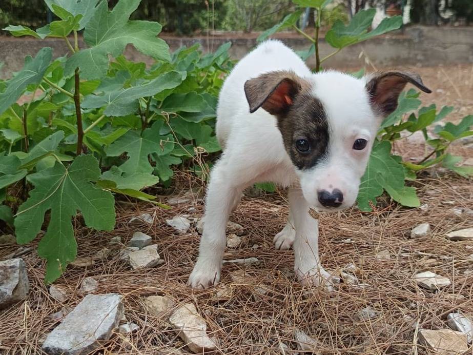 Adozione cane, maschio, Razza sconosciuta Razza sconosciuta, 2 mesi, taglia piccola, Piacenza