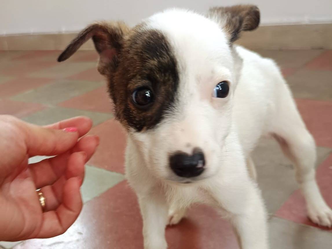 Adotta un cane, maschio, 2 mesi, Piacenza