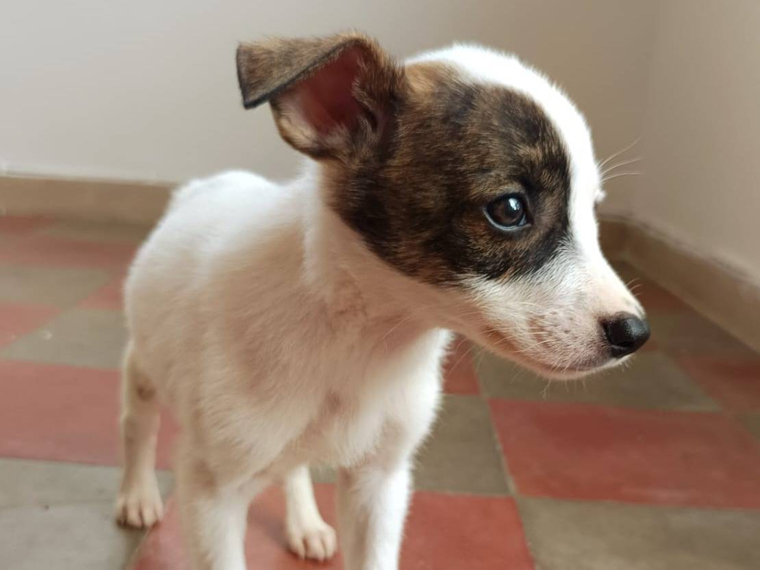 Adotta un cane, taglia piccola, maschio, Piacenza