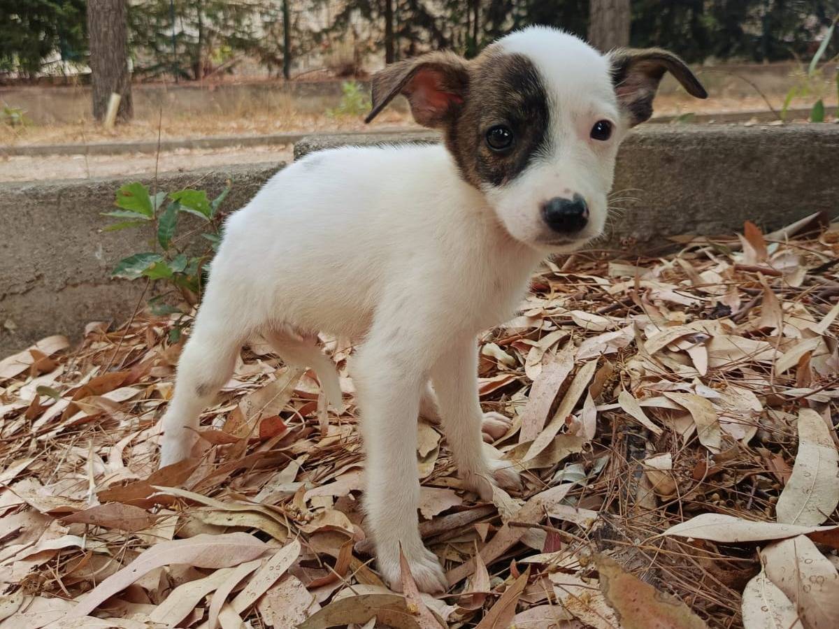 Vuoi adottare un cane a Piacenza?