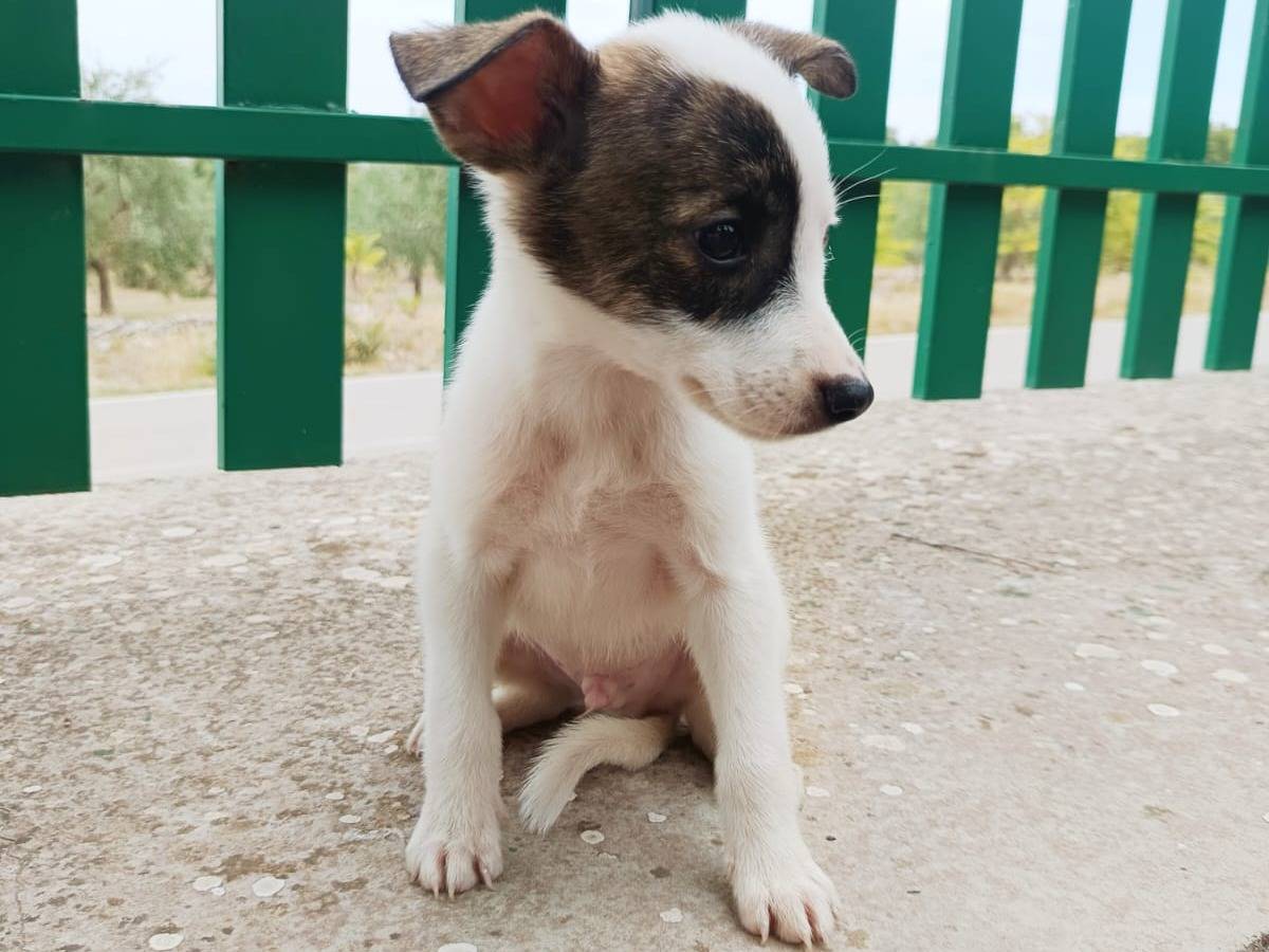 Adotta il cane Jonas a Piacenza