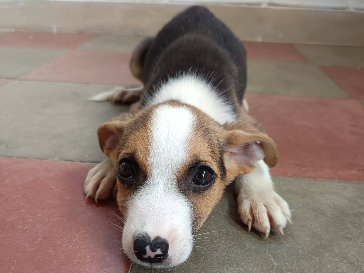 Vuoi adottare un cane a Milano?