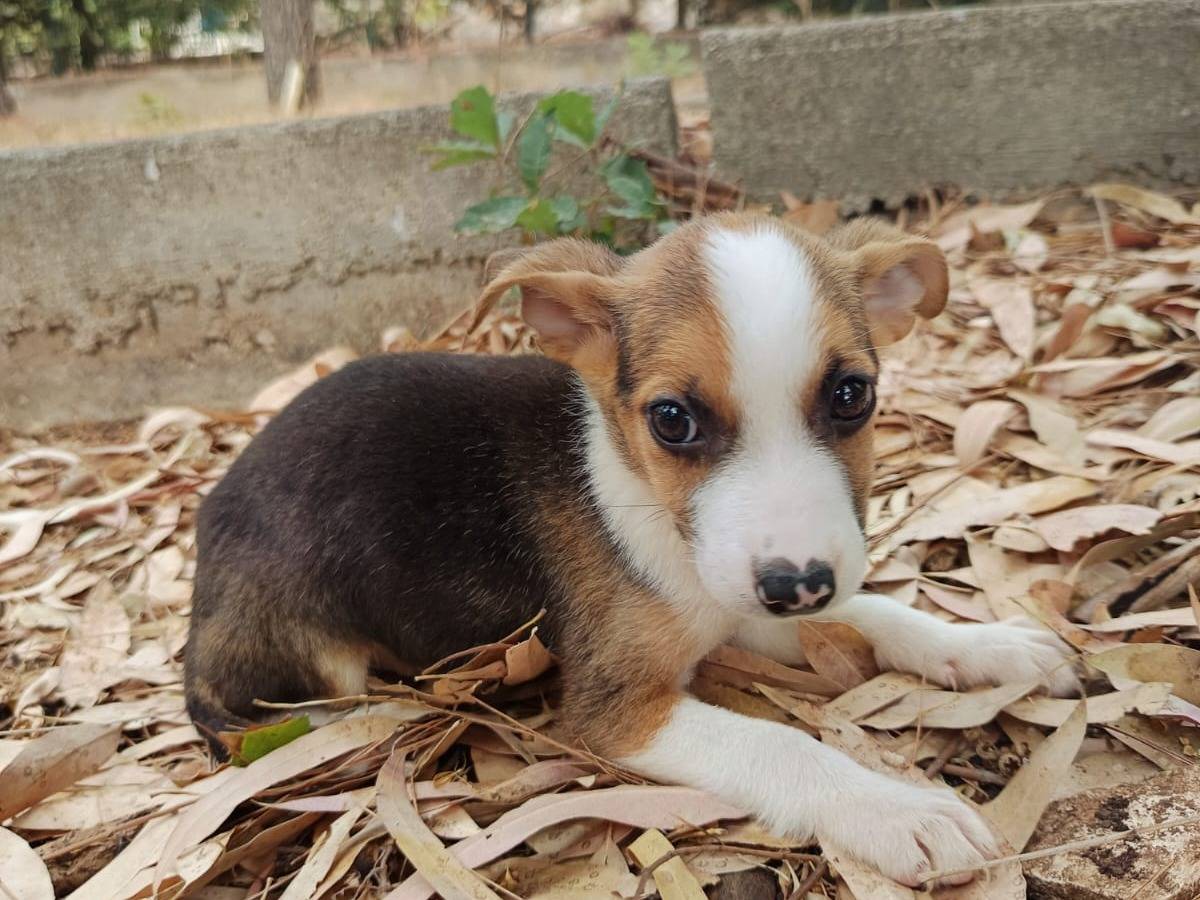 Adotta il cane Tommy a Milano