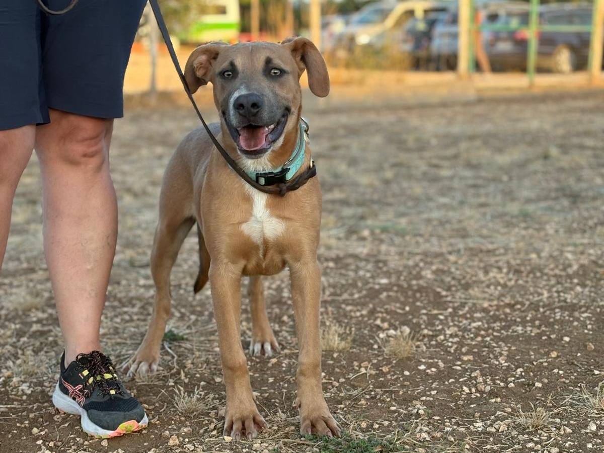 Vuoi adottare un cane a Reggio?