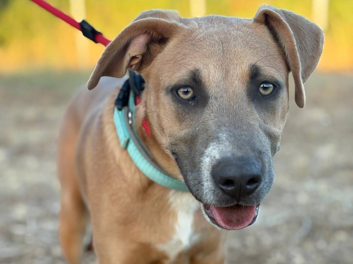 Adotta il cane Joy a Reggio