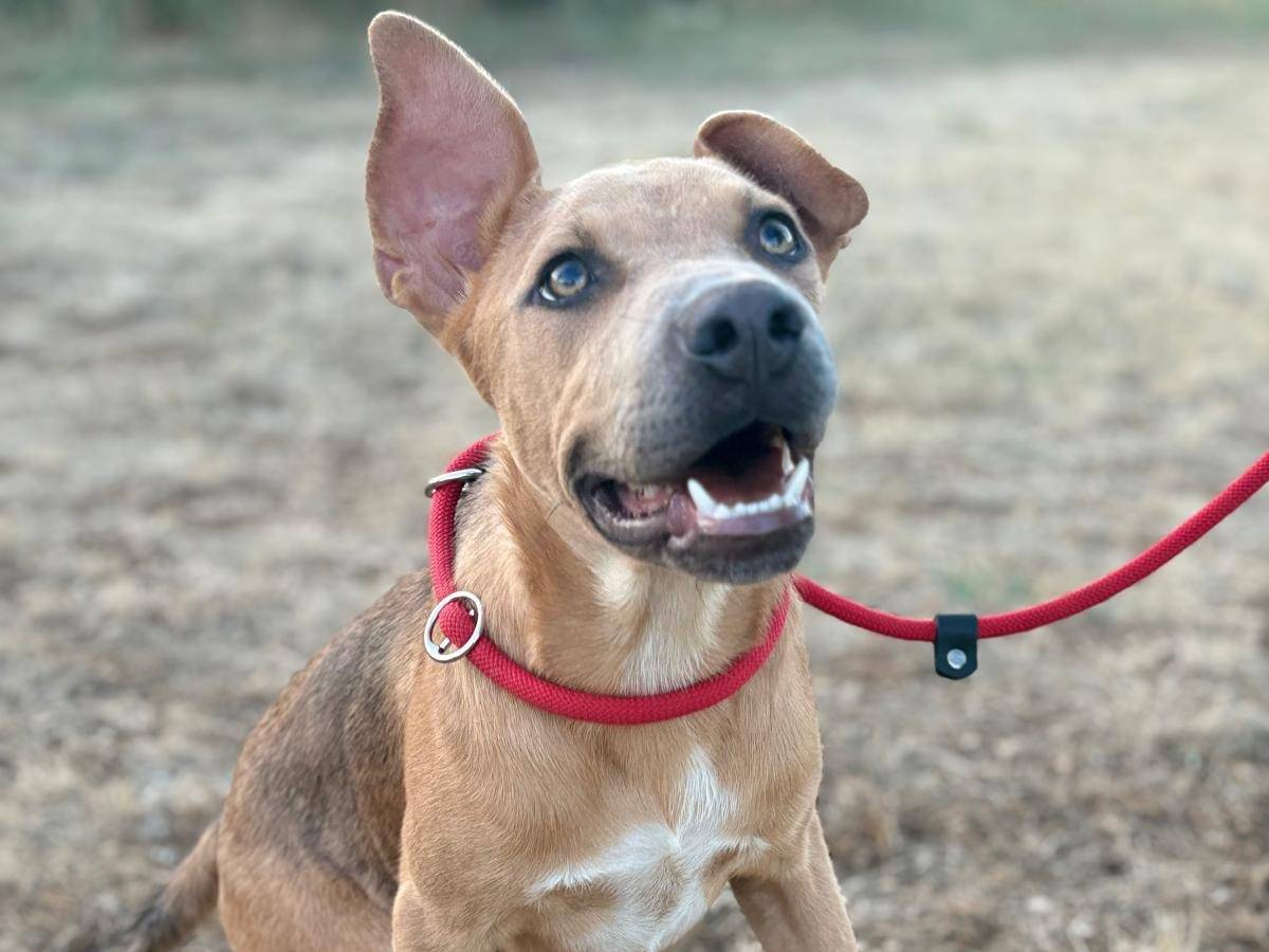 Adotta un cane, maschio, 5 mesi, Cuneo