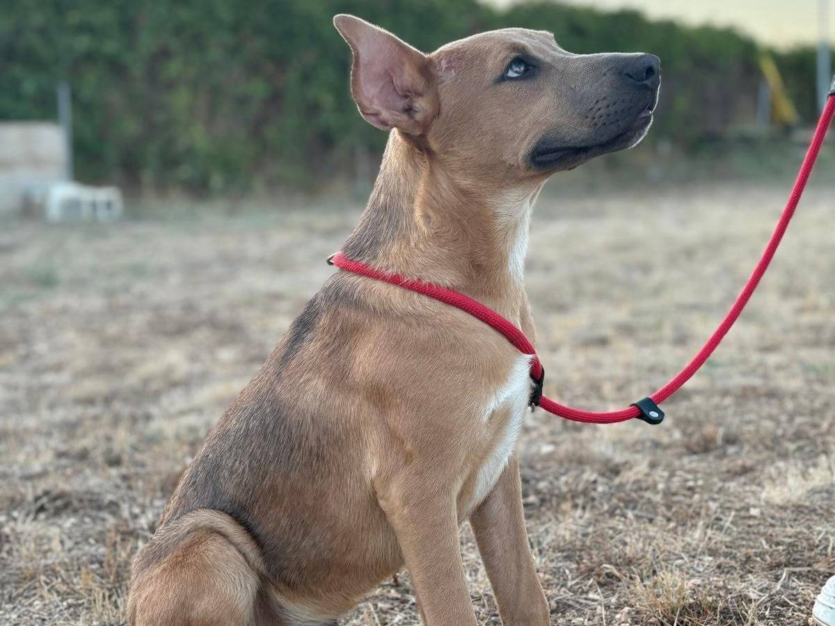 Adotta un cane, taglia media, maschio, Cuneo