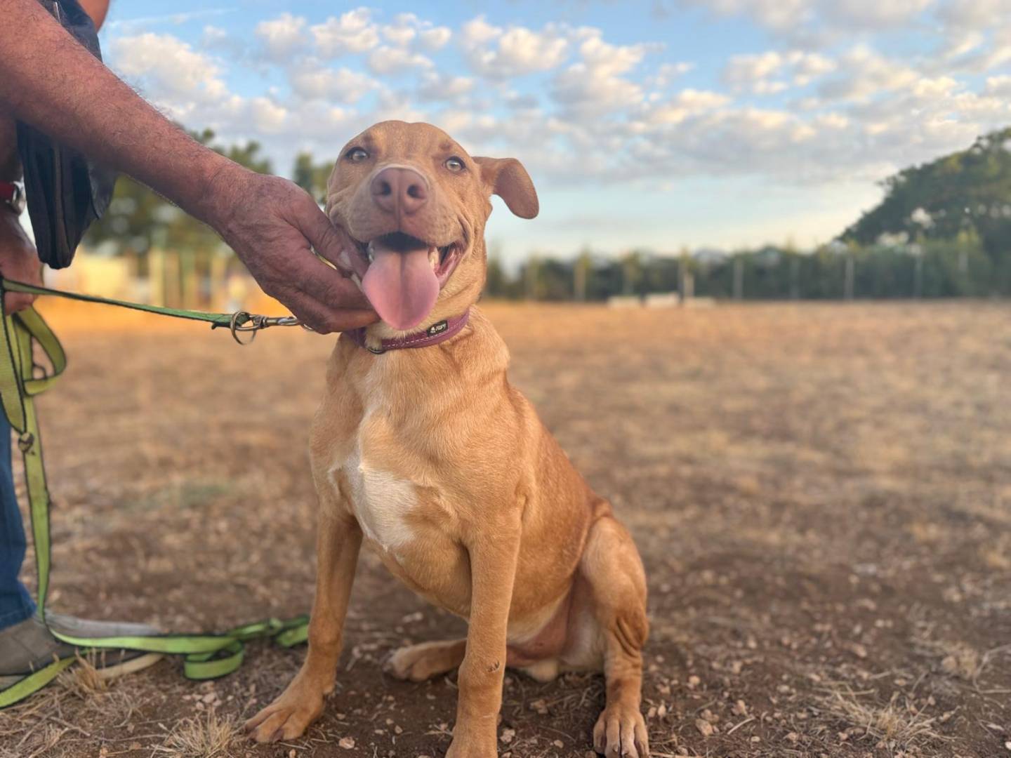 Adozione cane, maschio, Pitbull Pitbull, 6 mesi, taglia media, Sondrio