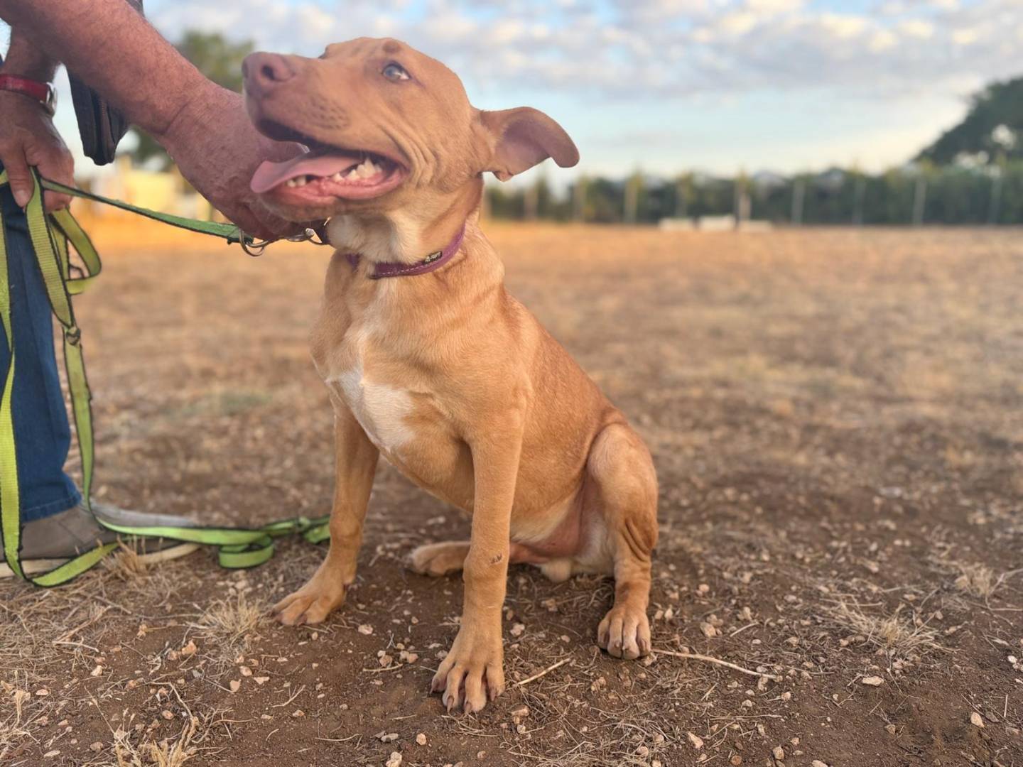 Adotta un cane, taglia media, maschio, Sondrio