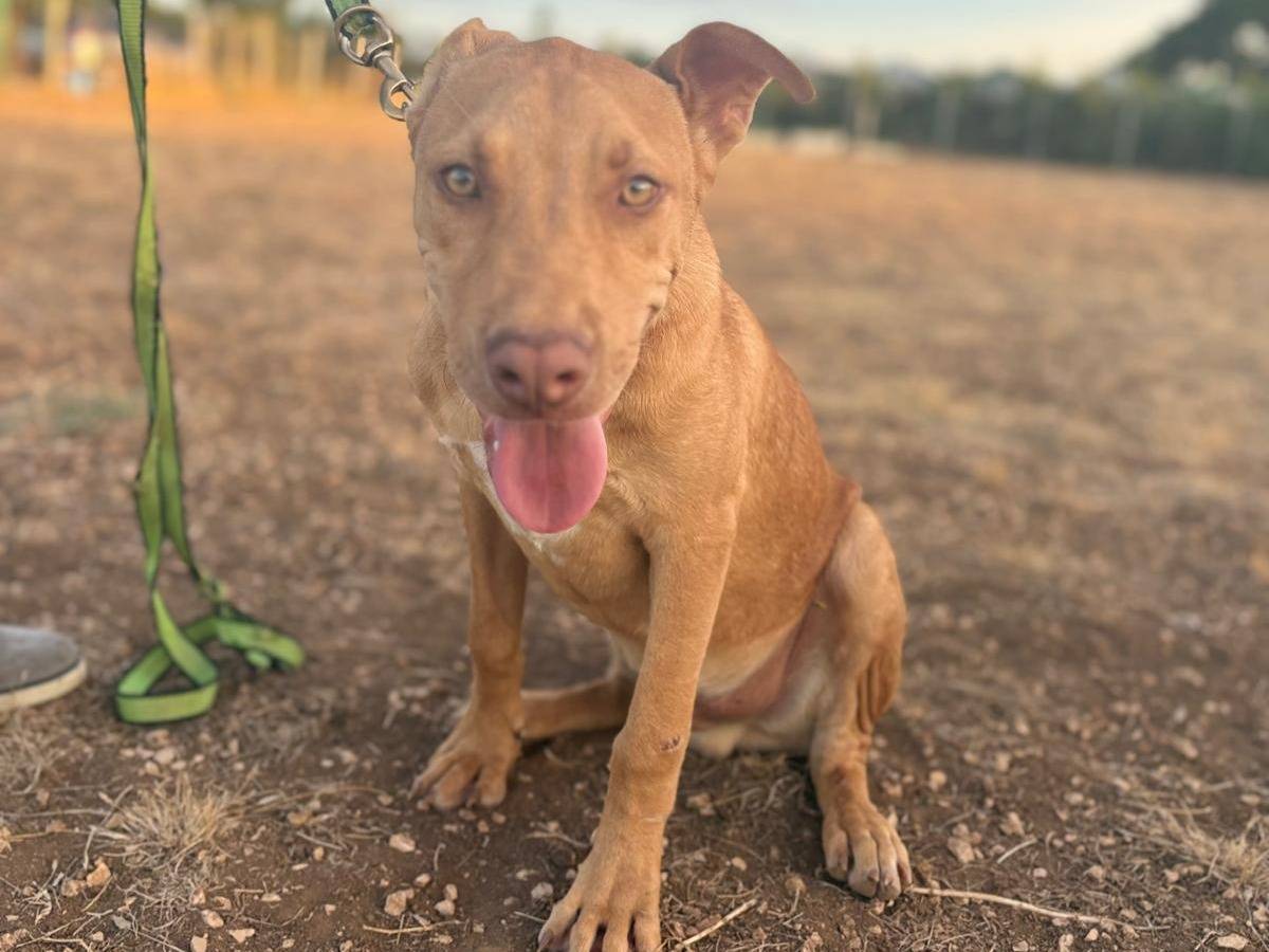 Vuoi adottare un cane a Sondrio?