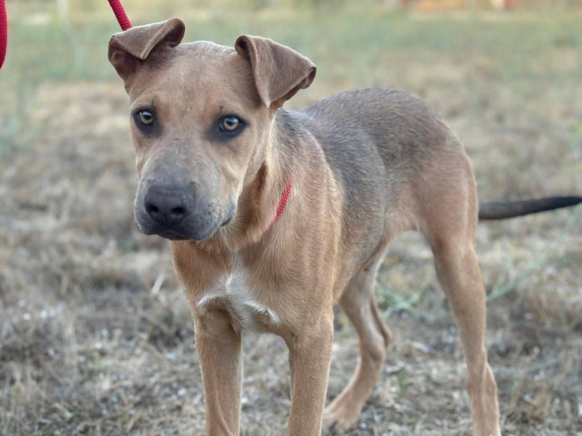 Vuoi adottare un cane a Cuneo?