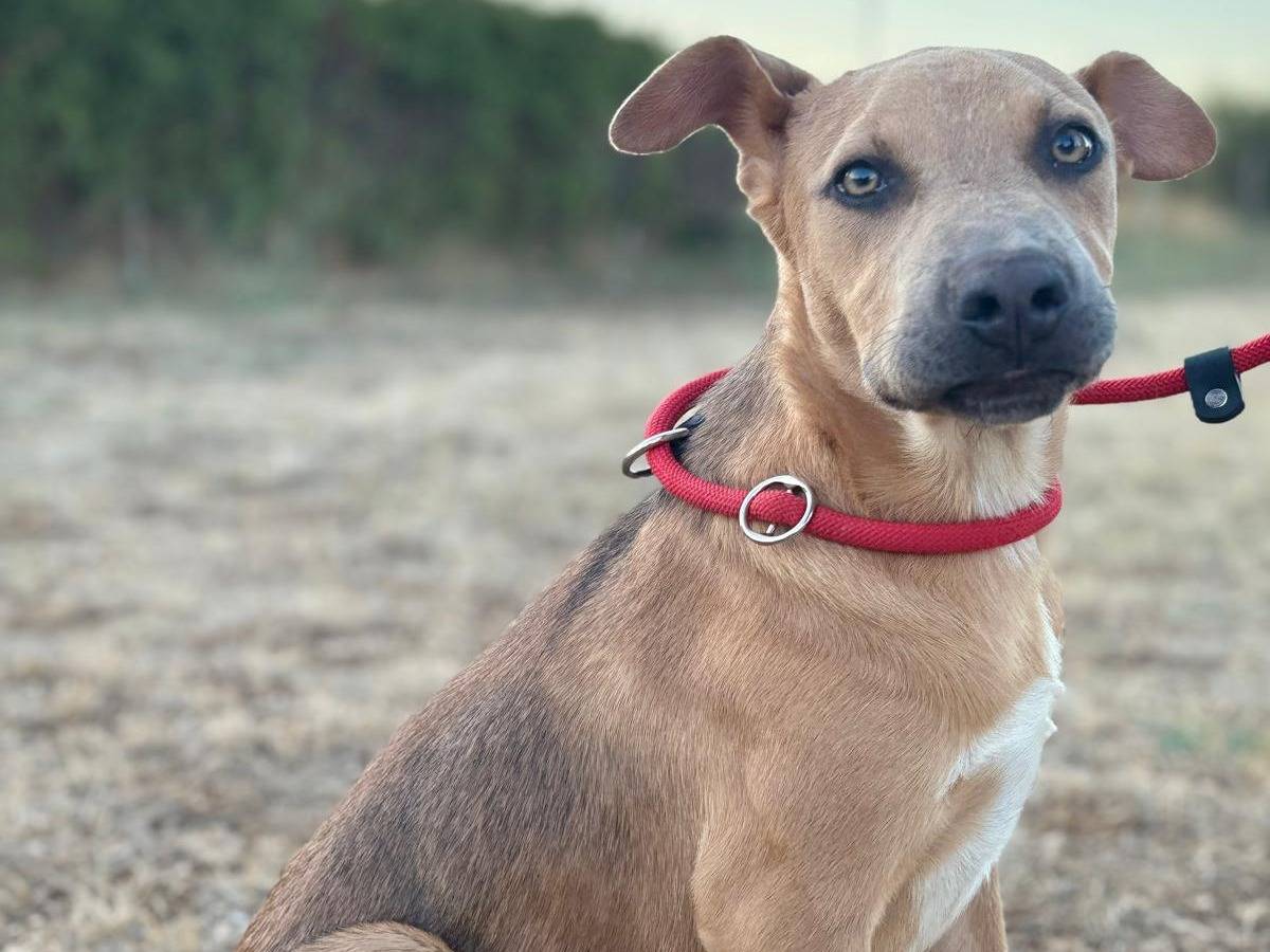 Adotta il cane Sad a Cuneo