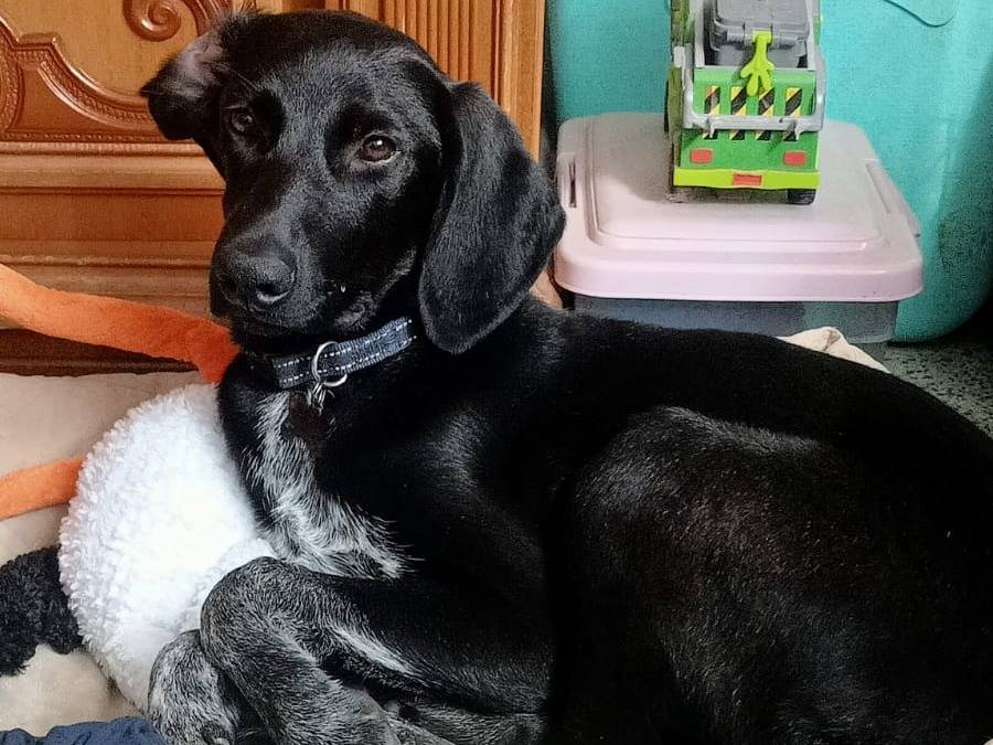 Adozione cane, femmina, Segugio Segugio, 6 mesi, taglia media, Milano
