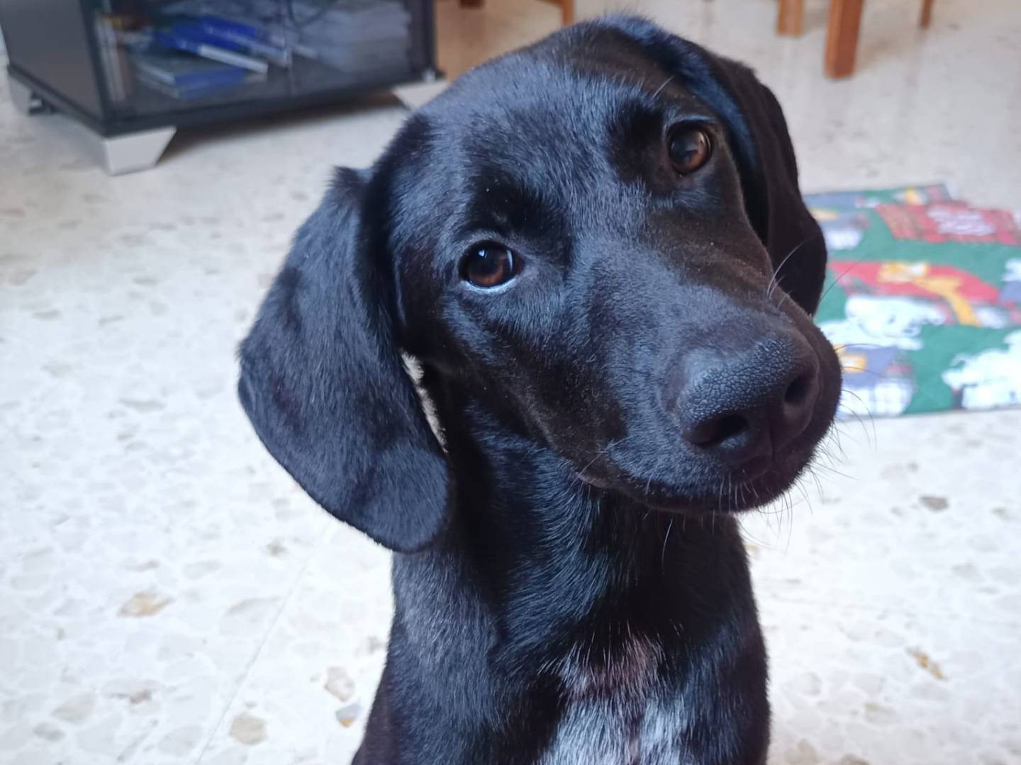 Adotta un cane, femmina, 6 mesi, Milano