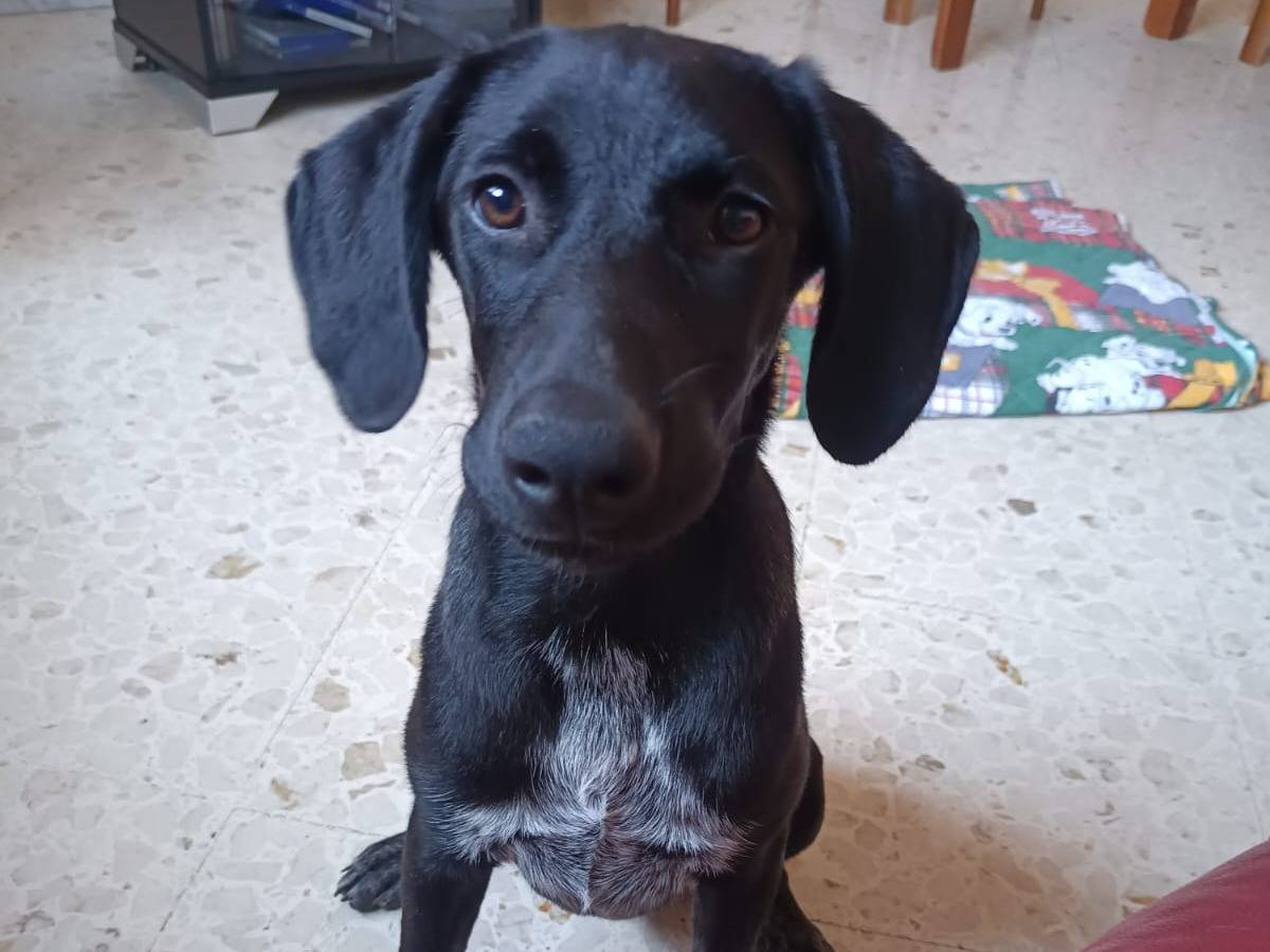 Adotta un cane, taglia media, femmina, Milano