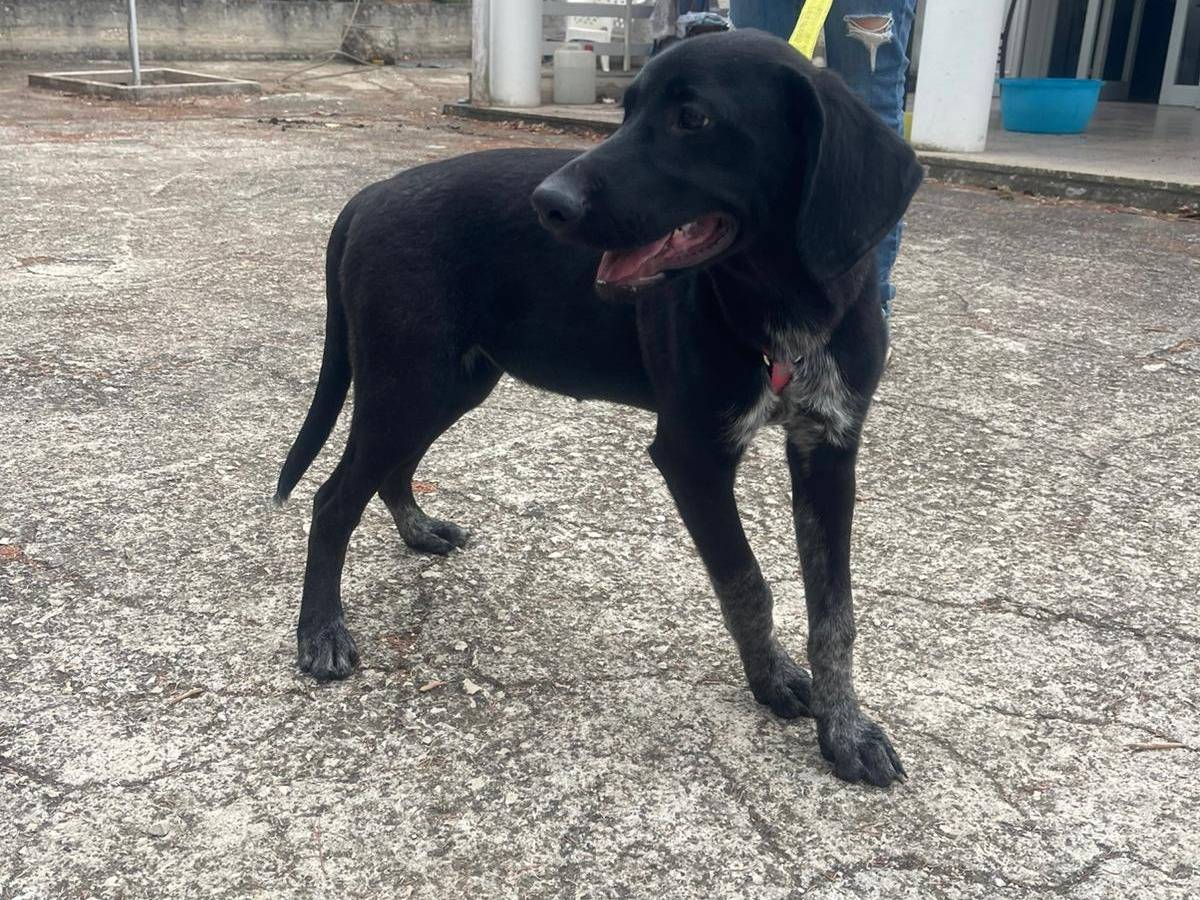Vuoi adottare un cane a Milano?