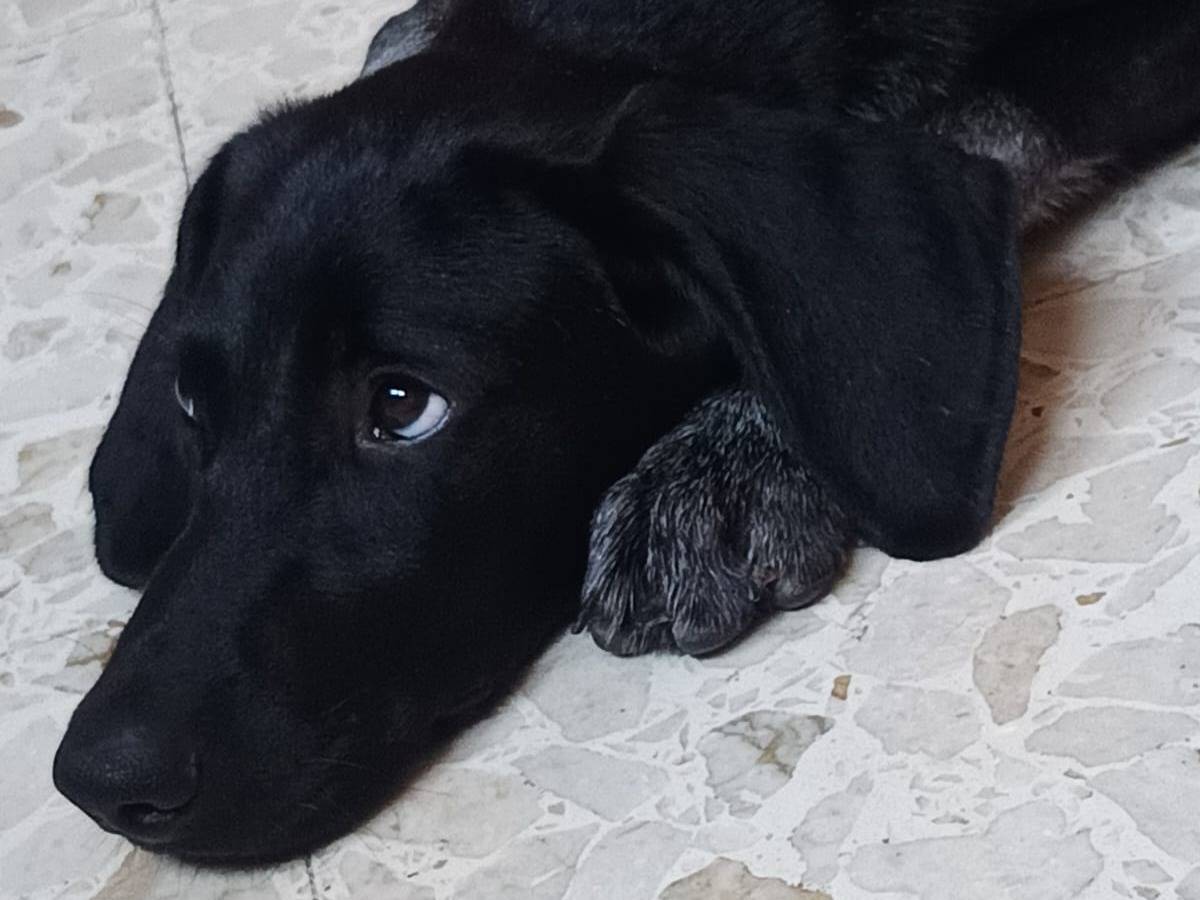 Adotta il cane Grace oro nero a Milano