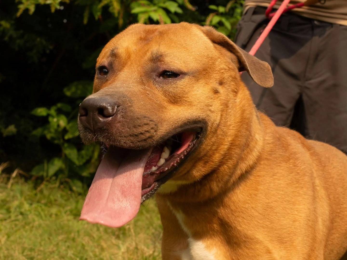 Adotta un cane, maschio, 2 anni e 9 mesi, Torino