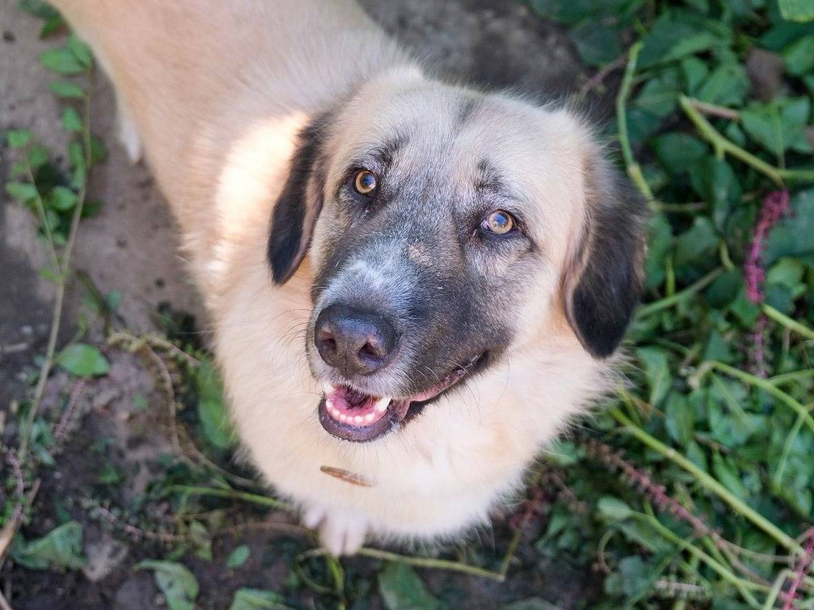 Adozione cane, maschio, Razza sconosciuta Razza sconosciuta, 2 anni e 7 mesi, taglia media, Torino