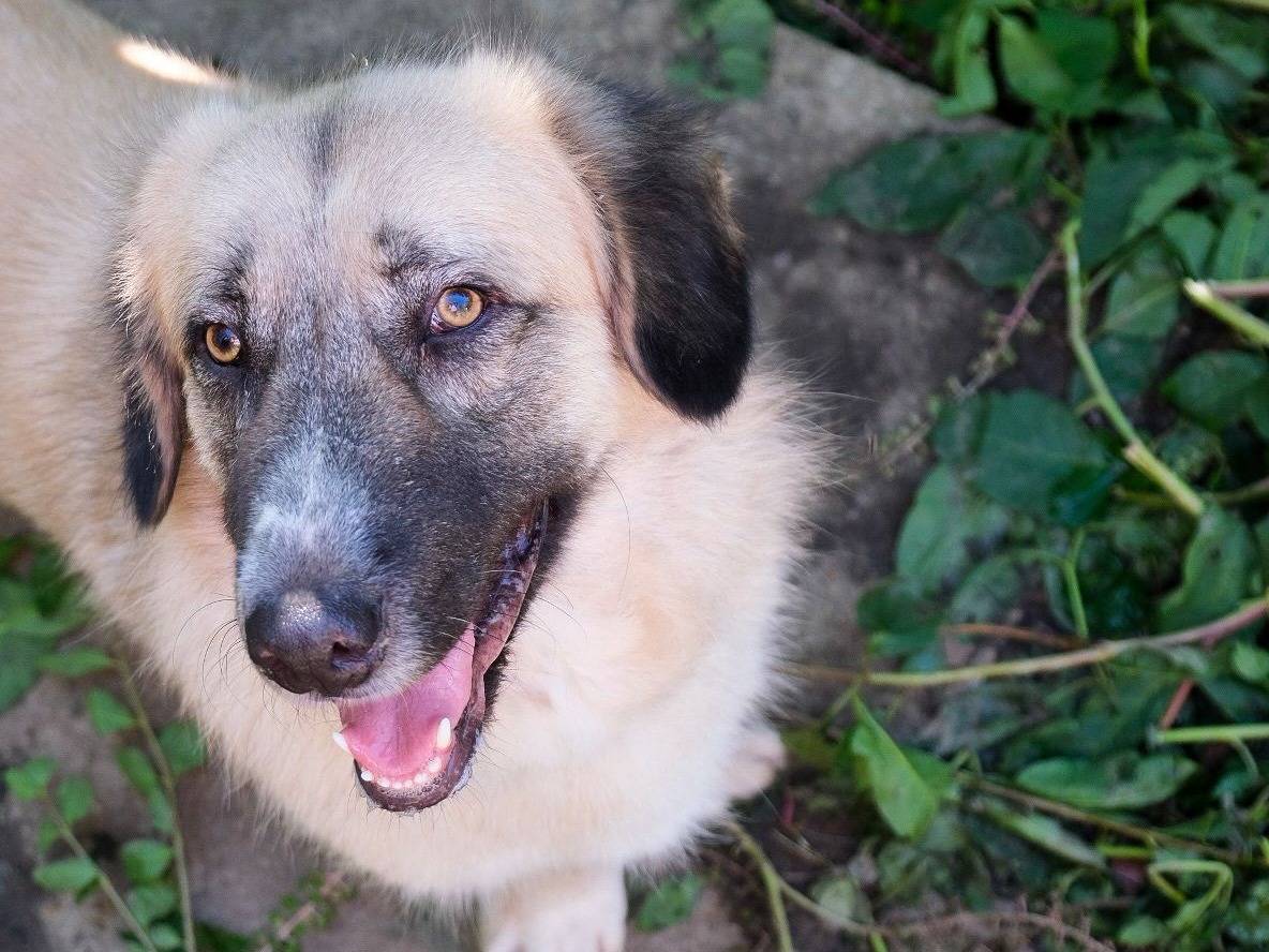Adotta un cane, maschio, 2 anni e 7 mesi, Torino
